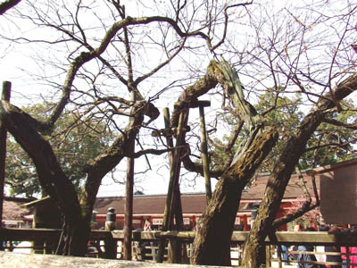 福岡県太宰府天満宮の飛梅